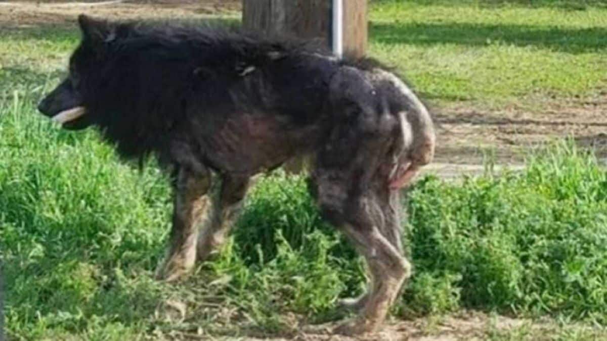 Un chien malade a été qualifié de "loup-garou", personne ne voulait l'aider jusqu'à ce qu’un appel soit lancé