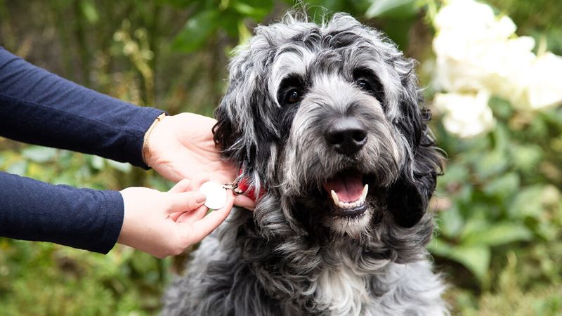 Un chien montre une grande capacité à maîtriser les vagues avec son père humain et devient viral sur TikTok