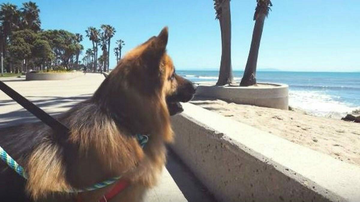 Un chien sauvé après 5 ans enchaîné : regardez sa réaction lorsqu'il voit la mer pour la 1e fois !