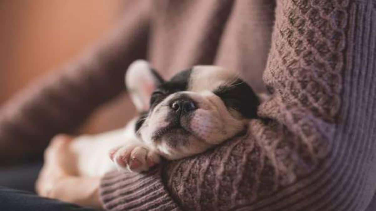 Un chiot meurt après être tombé du balcon d'un appartement