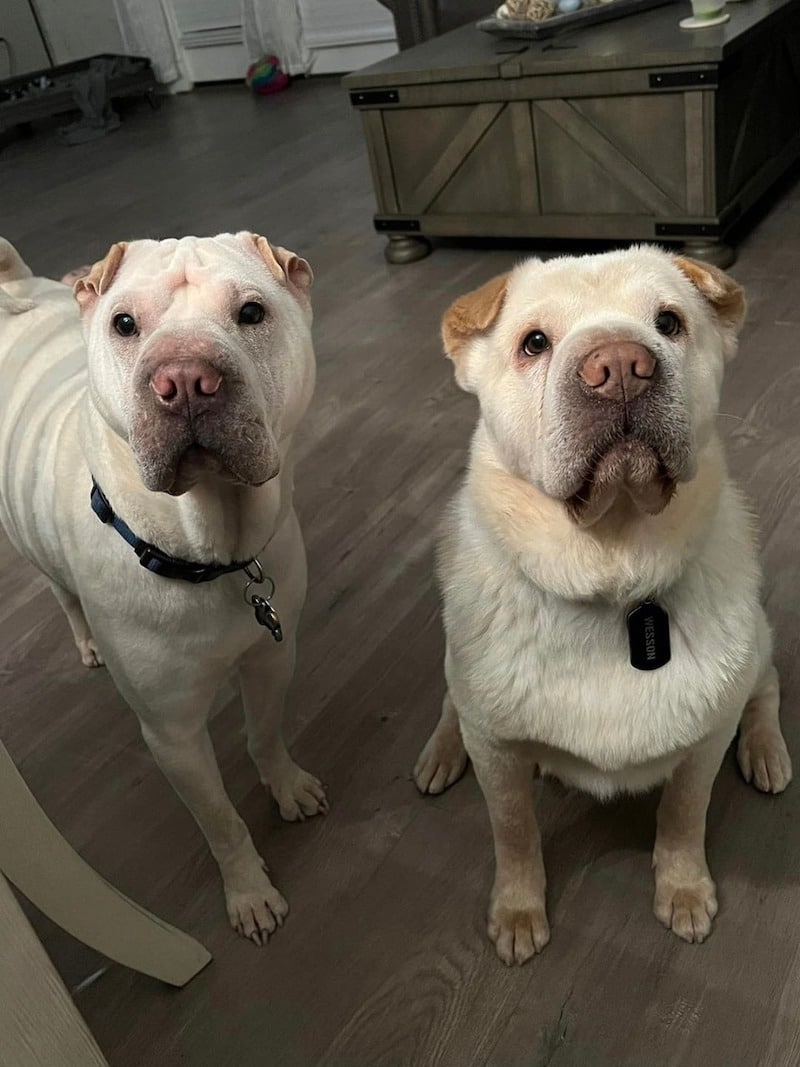 Un couple adopte un chien en raison de sa ressemblance avec leur autre chien, mais ils n'ont jamais imaginé ce que le destin leur réservait