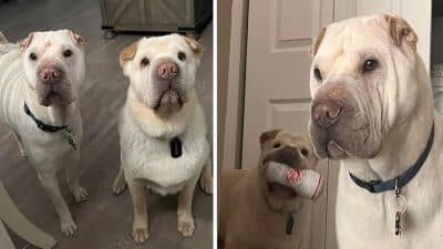 Un couple adopte un chien en raison de sa ressemblance avec leur autre chien, mais ils n'imaginaient pas ce que le destin leur réservait