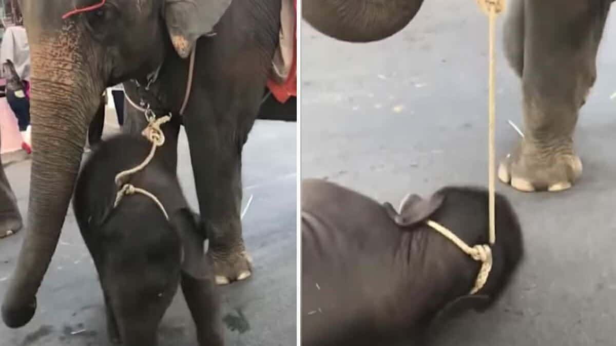 Un éléphanteau épuisé s'effondre à côté de sa mère par 40 degrés de chaleur après avoir diverti des touristes