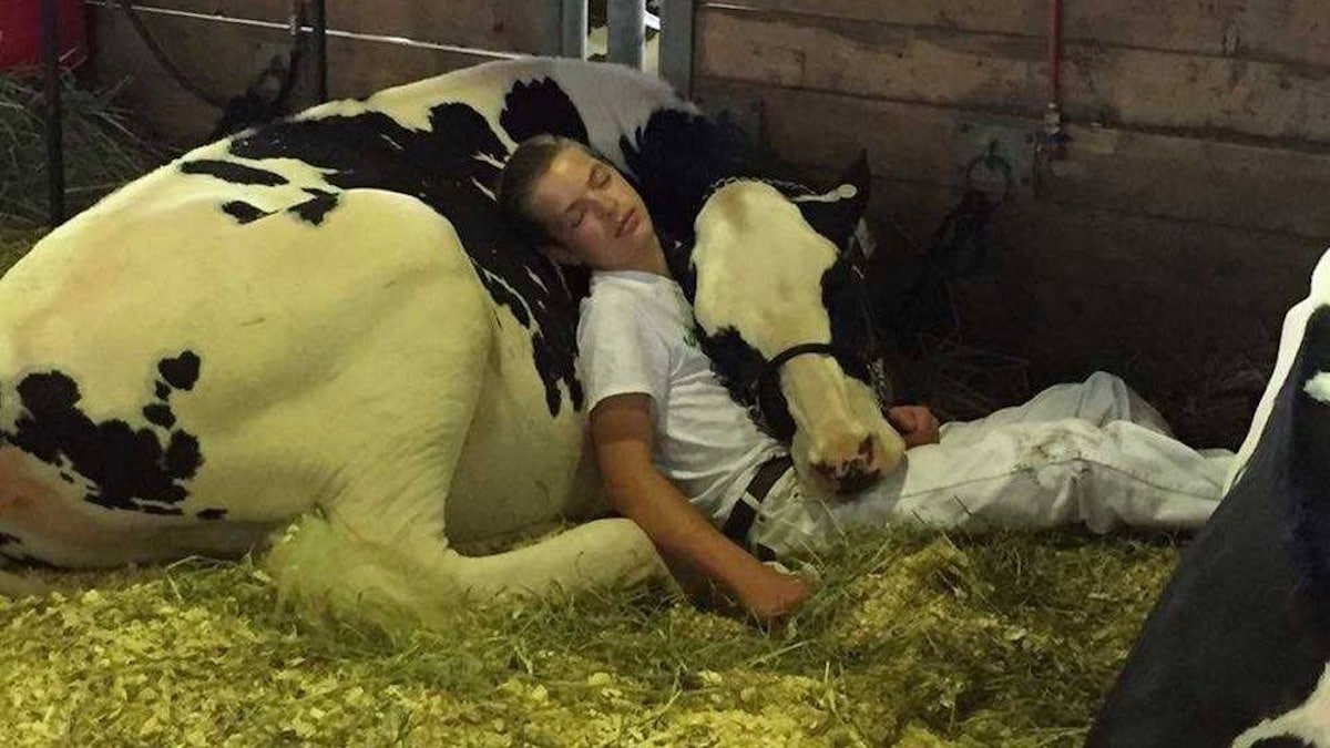 Un garçon et sa vache font une sieste ensemble, la photo a ému les internautes