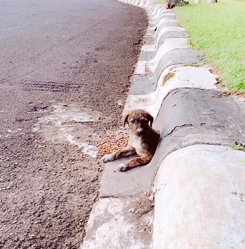 Un homme découvre un chien qui utilise la canalisation comme abri et prend une décision