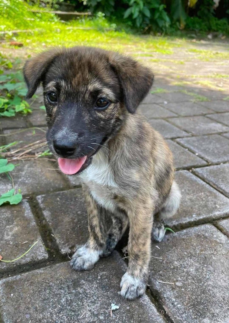 Un homme découvre un chien qui utilise la canalisation comme abri et prend une décision