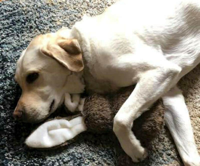 Un homme déséquilibré emmène son chien d'aveugle au magasin pour son anniversaire - vous serez surpris du cadeau qu'il choisit !