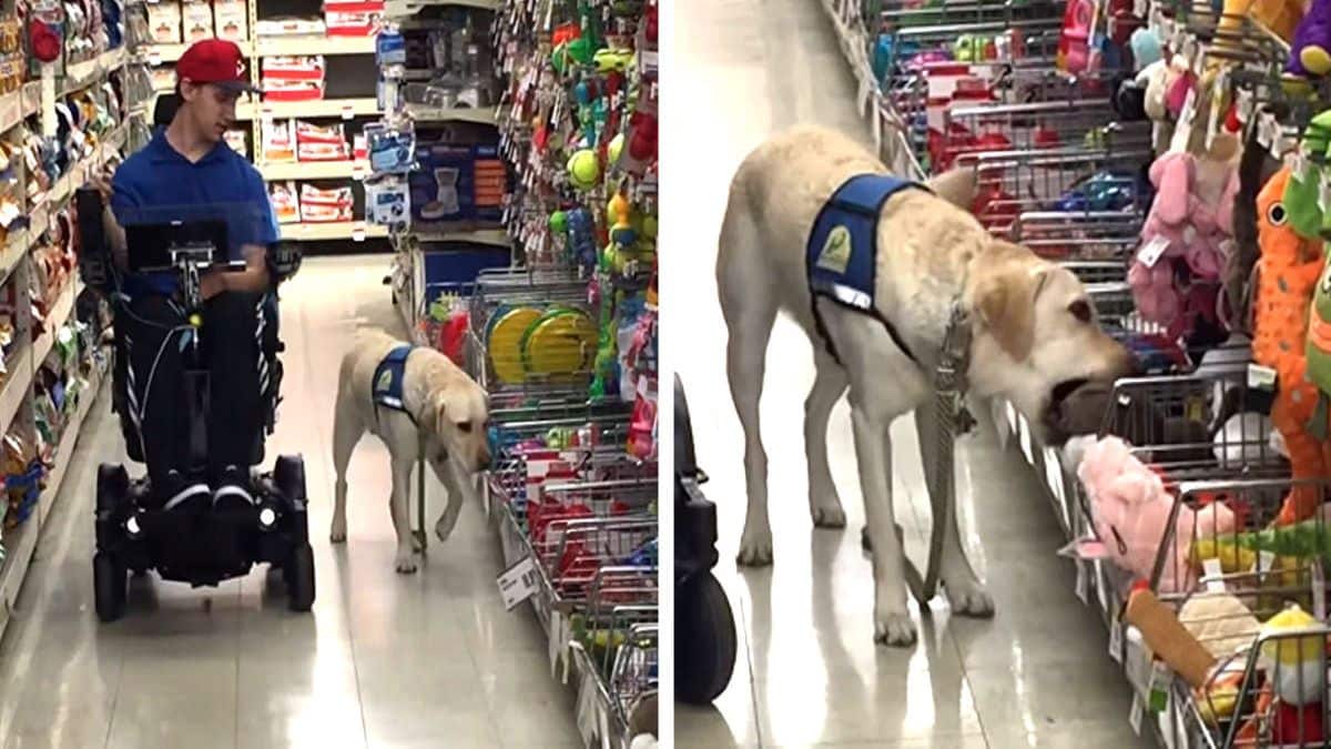 Un handicapé emmène son chien d'aveugle au magasin pour son anniversaire, vous serez surpris du cadeau qu'il choisit !