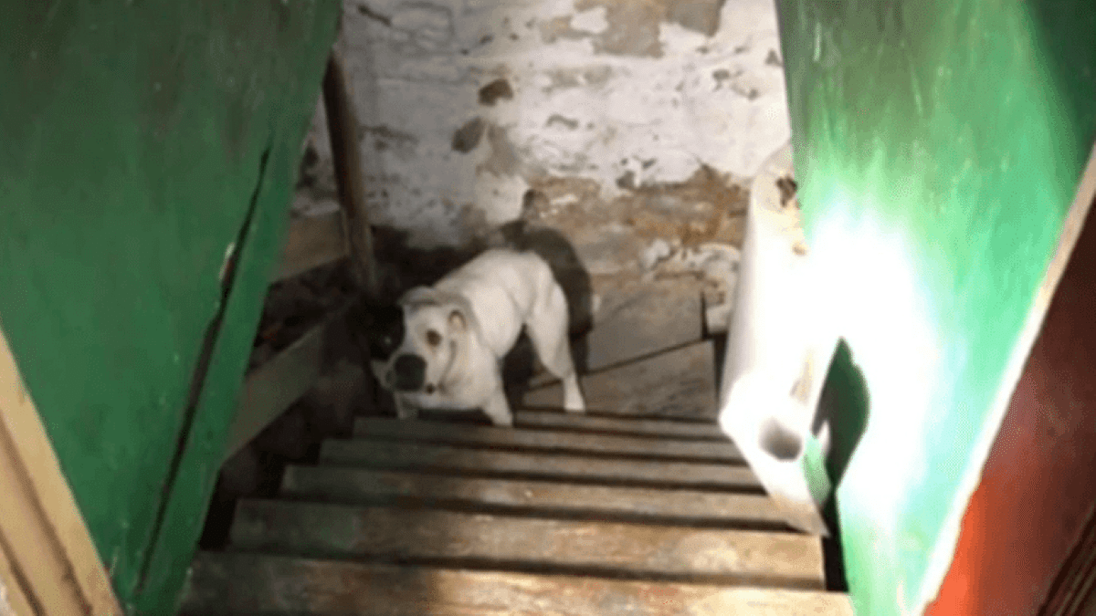 Un homme emménage dans une nouvelle maison et trouve un chien enchaîné au sous-sol