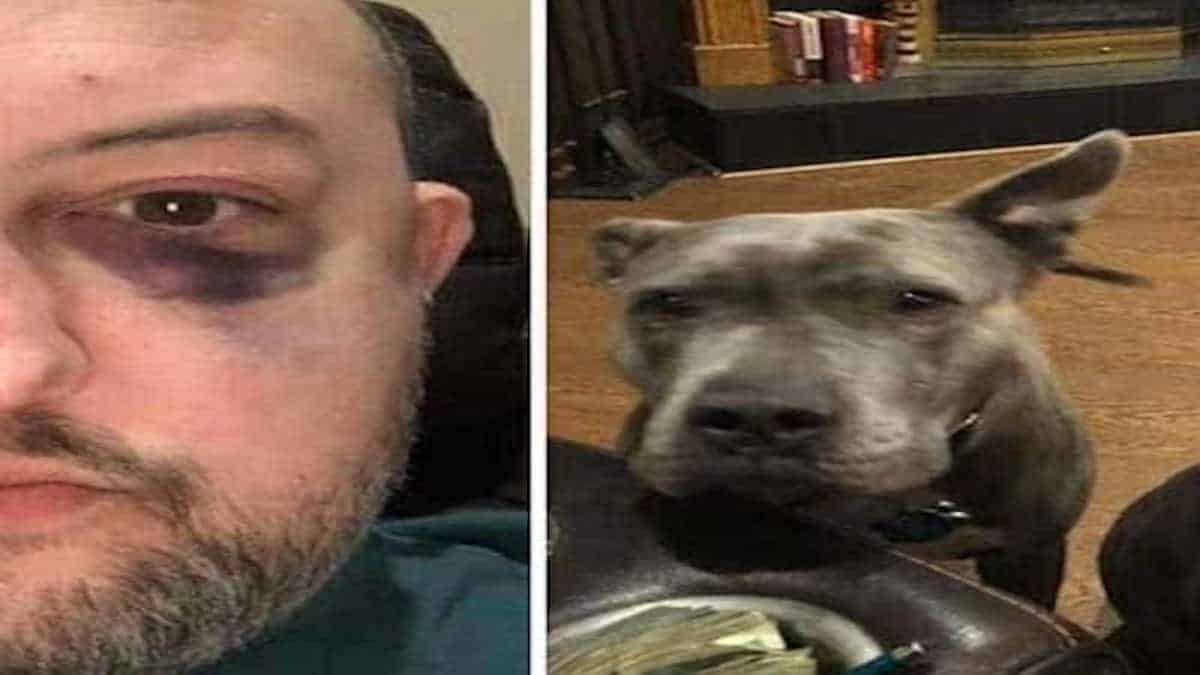 Un homme sauve 2 pit-bulls abandonnés et ils le remercient