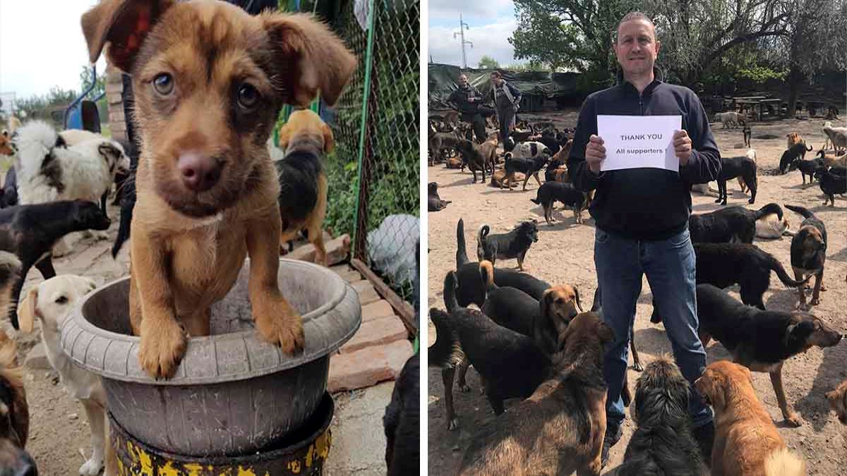 Un homme s'occupe de plus de 750 chiens dont personne ne voulait
