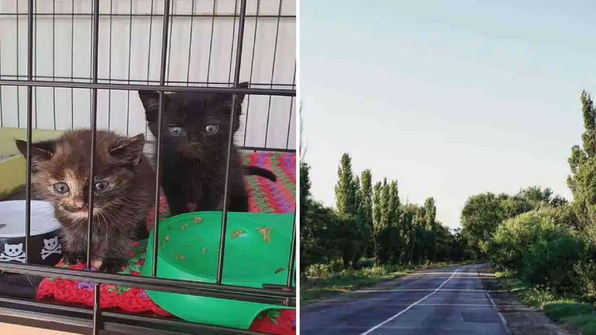 Un homme trouve un "sac noir" et pleure en découvrant son contenu