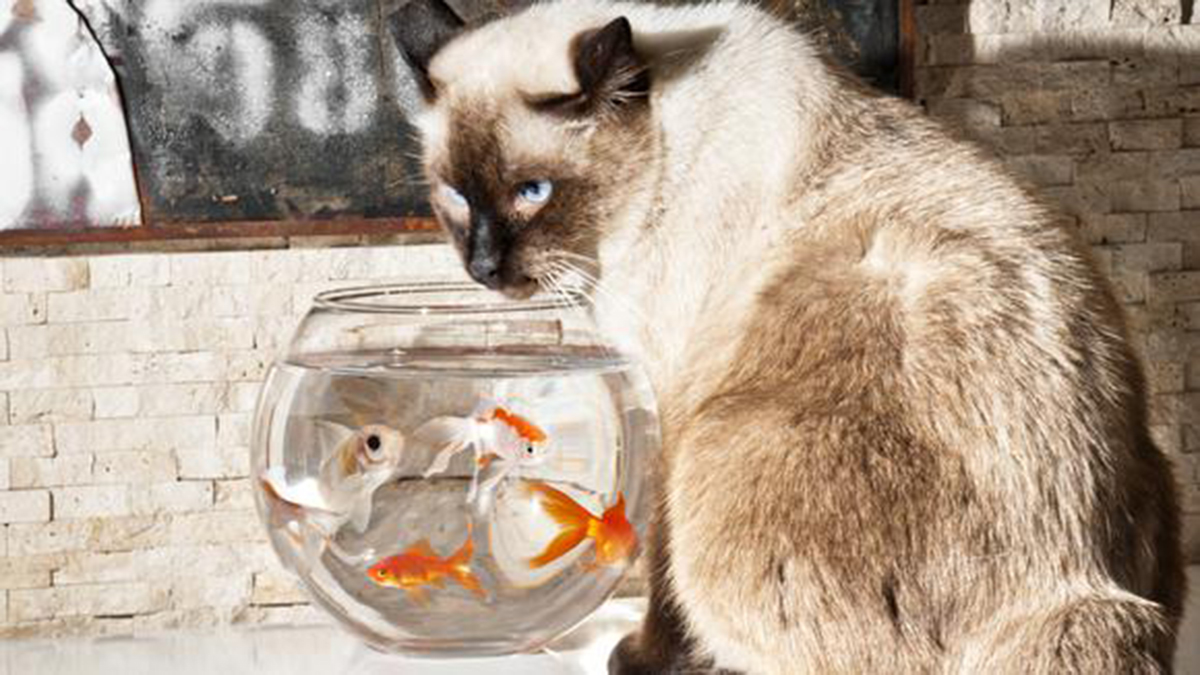 Un homme transforme son aquarium pour que son chat espiègle puisse jouer avec les poissons