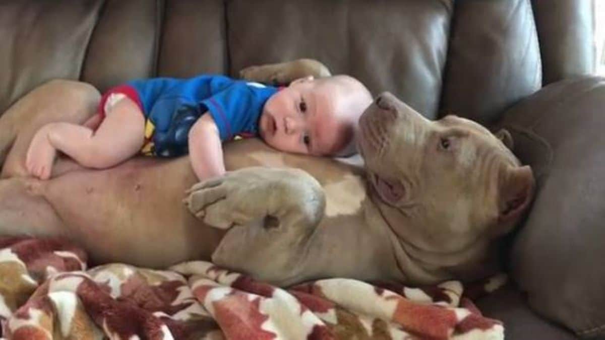 Un père défend les pitbulls après avoir été critiqué pour les avoir laissés faire des câlins à ses enfants