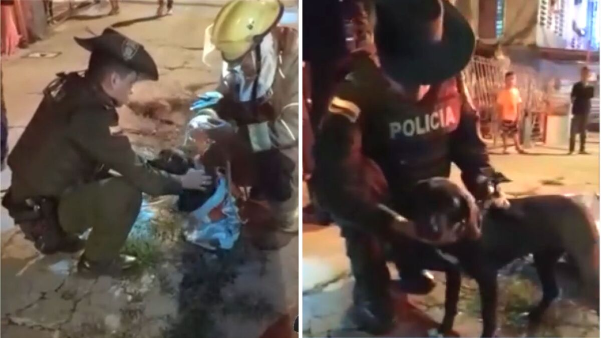 Un policier sauve un chien qui était attaché à un balcon depuis 20 jours