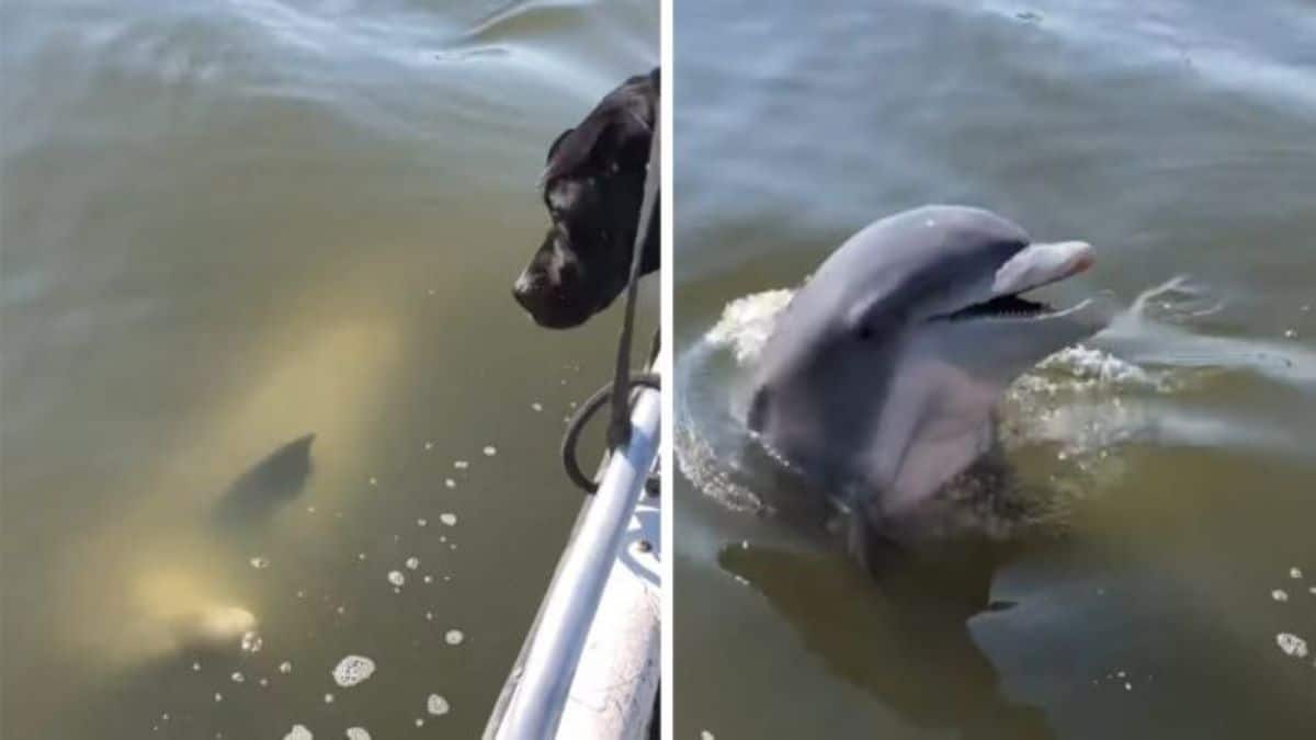 Un sympathique dauphin vient saluer deux chiens dans un bateau