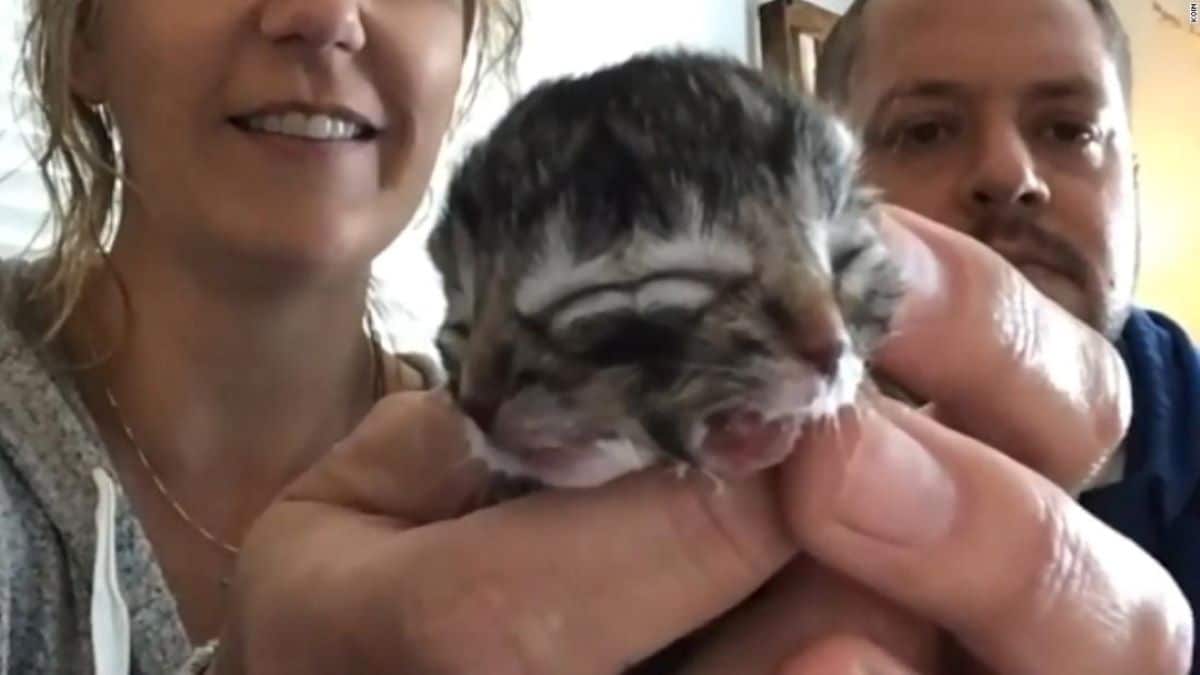 Une chatte donne naissance à un chaton à deux visages et surprend tout le monde