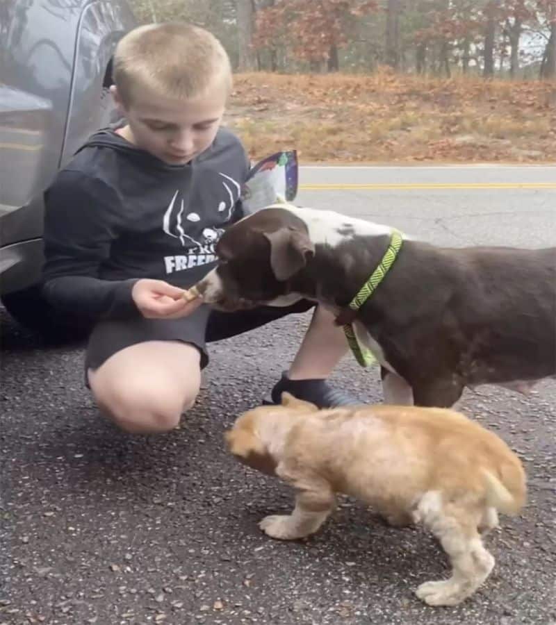 Une chienne qui berçait son chiot dans la rue est si heureuse d'être secourue qu'elle surprend tout le monde par sa réaction