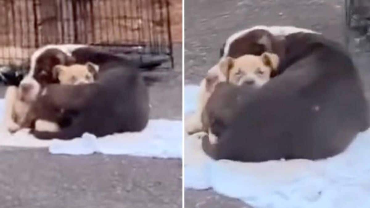 Une chienne qui berçait son chiot dans la rue est si heureuse d'être secourue qu'elle surprend tout le monde par sa réaction