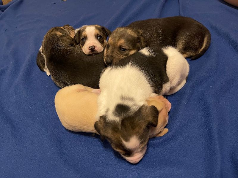 Une chienne sauvée veut que vous lui teniez la patte pendant qu'elle s'occupe de ses chiots, elle a une raison pour cela