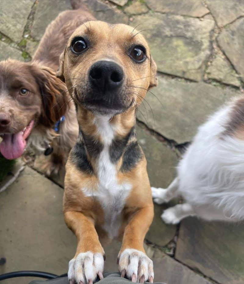 Une chienne sauvée veut que vous lui teniez la patte pendant qu'elle s'occupe de ses chiots, elle a une raison pour cela