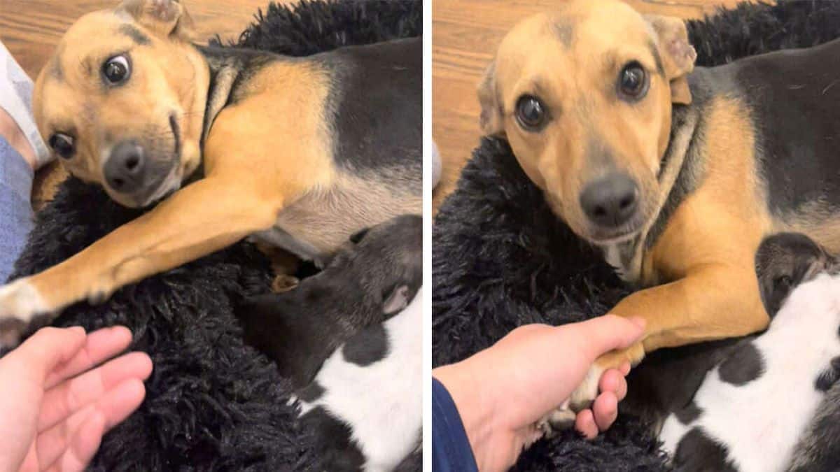 Une chienne sauvée veut qu’on lui tienne la patte quand elle s'occupe de ses chiots