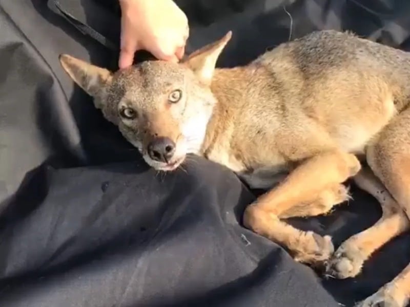 Une femme sauve un animal étrange et personne ne sait exactement de quel animal il s'agit