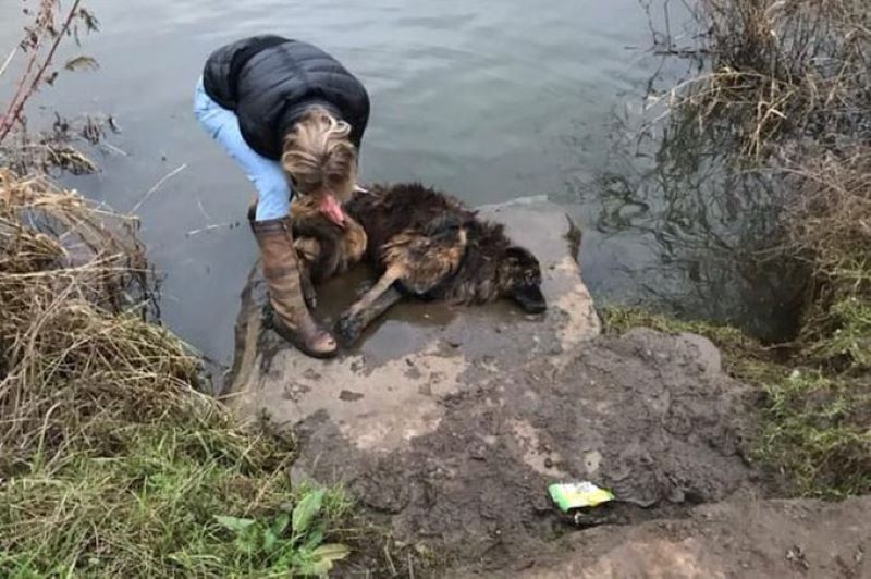Une femme voit un chien inconscient dans la rivière et saute pour l'aider, puis découvre quelque chose de vraiment douloureux