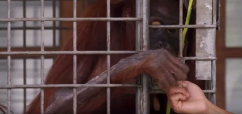 Une maman orang-outan a finalement retrouvé son petit kidnappé et sa réaction nous a tous fait pleurer