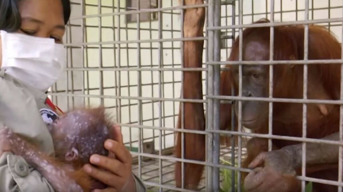 Une mère orang-outan a retrouvé son bébé disparu, sa réaction est bouleversante !