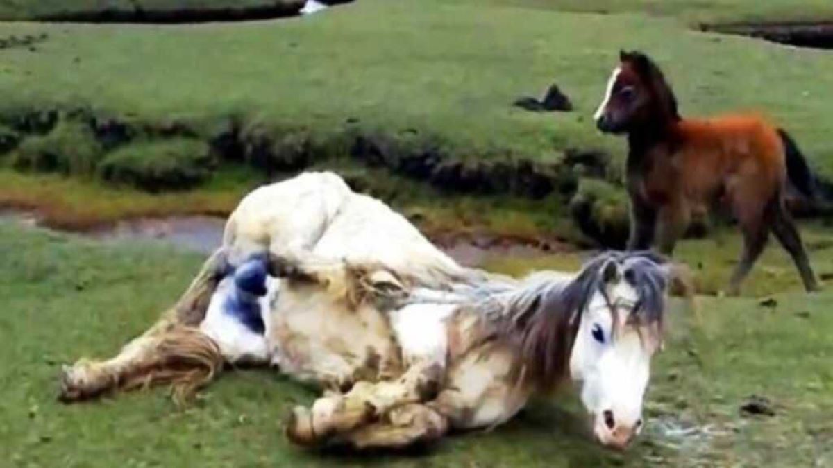 Une mère cheval s'emmêle et tombe, son poulain panique à l'approche de la marée