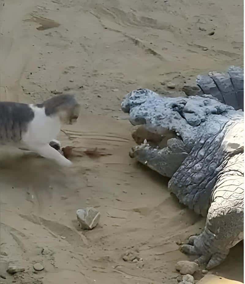 Vidéo : ce chat courageux a sauté dans la gueule d'un crocodile