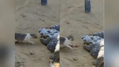 Vidéo : ce chat courageux a sauté dans la gueule d'un crocodile