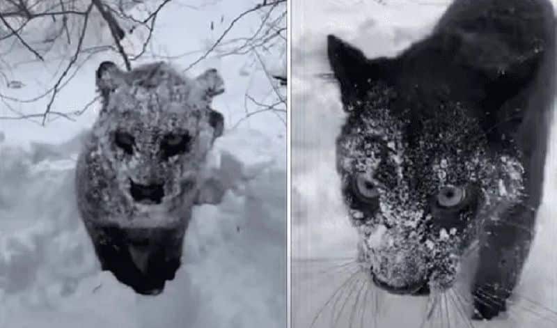 Vidéo : Elle tombe près d'un animal recouvert de neige et est terrifiée lorsqu'elle découvre de quel animal il s'agit