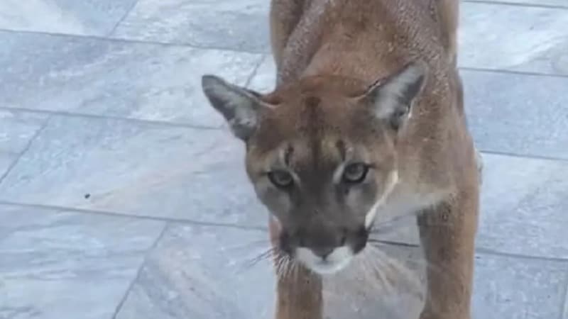 Vidéo : Le geste courageux d'un chat pour empêcher un puma d'entrer dans sa maison