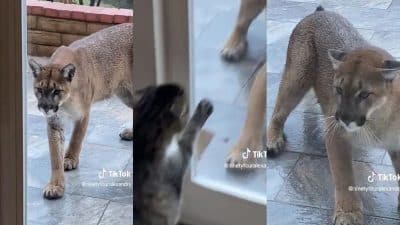 Vidéo : Le geste courageux d'un chat pour empêcher un puma d'entrer dans sa maison