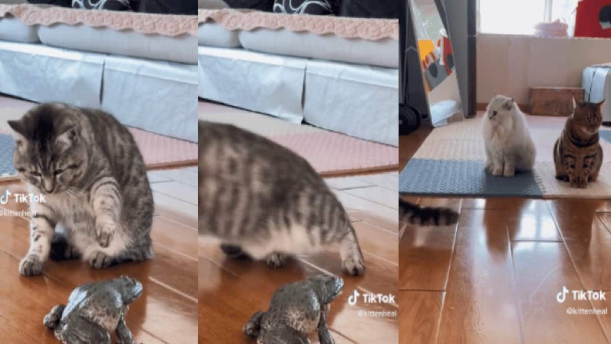 Vidéo : L'énorme frayeur d'un chat qui joue avec une grenouille, elle imite son miaulement