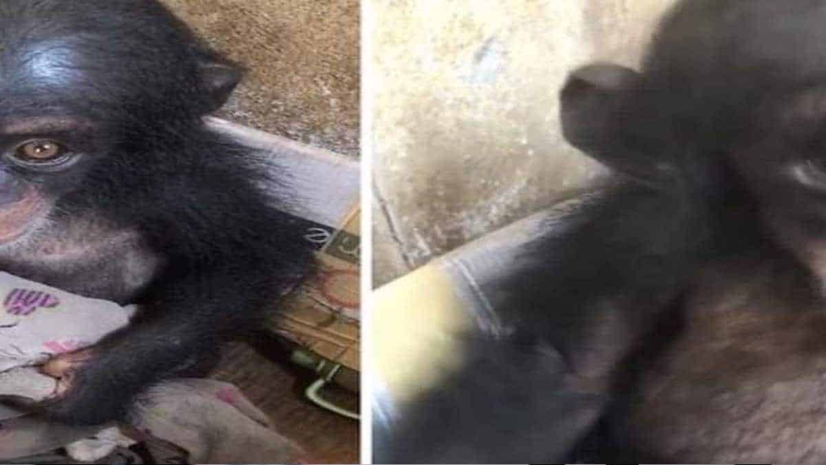 Vidéo : Un bébé chimpanzé trouvé dans une boîte, ses yeux brillent lorsqu'il réalise qu'il va enfin être sauvé