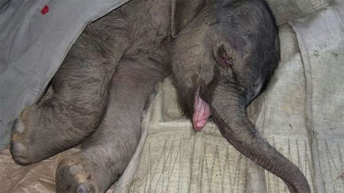 Vidéo : Un bébé éléphant pleure pendant 5 heures après avoir été séparé de sa mère qui a essayé de le tuer