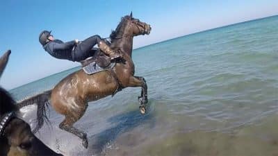 Vidéo : Un cheval voit la mer pour la 1re fois, sa réaction est inimaginable !
