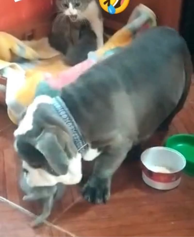 Vidéo : un chien prend un chaton, et la mère chat s'énerve et récupère son bébé
