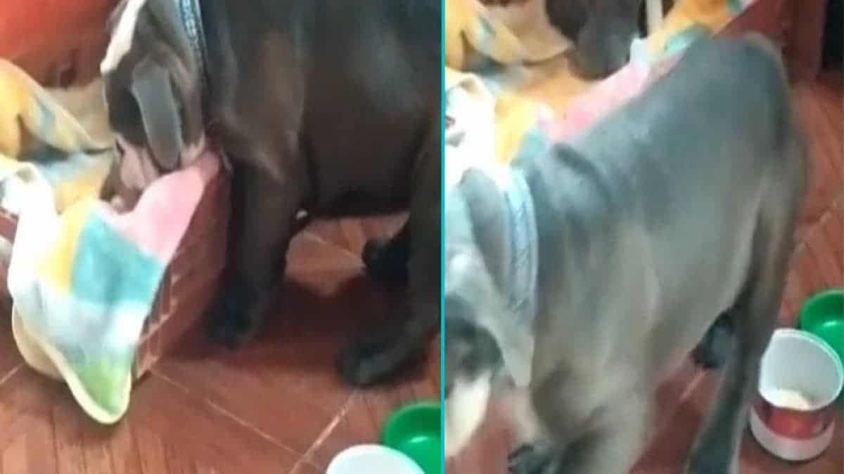 Vidéo : un chien vole un chaton, la chatte s'énerve et récupère son bébé