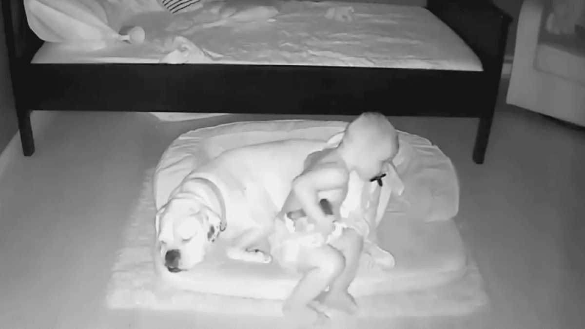 Vidéo : Un enfant surpris en train de se faufiler hors de son lit pour dormir avec son chien