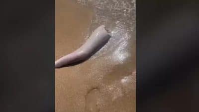 Vidéo : Un étrange animal a été repéré par une femme sur la plage - s'agissait-il d'un monstre marin ?