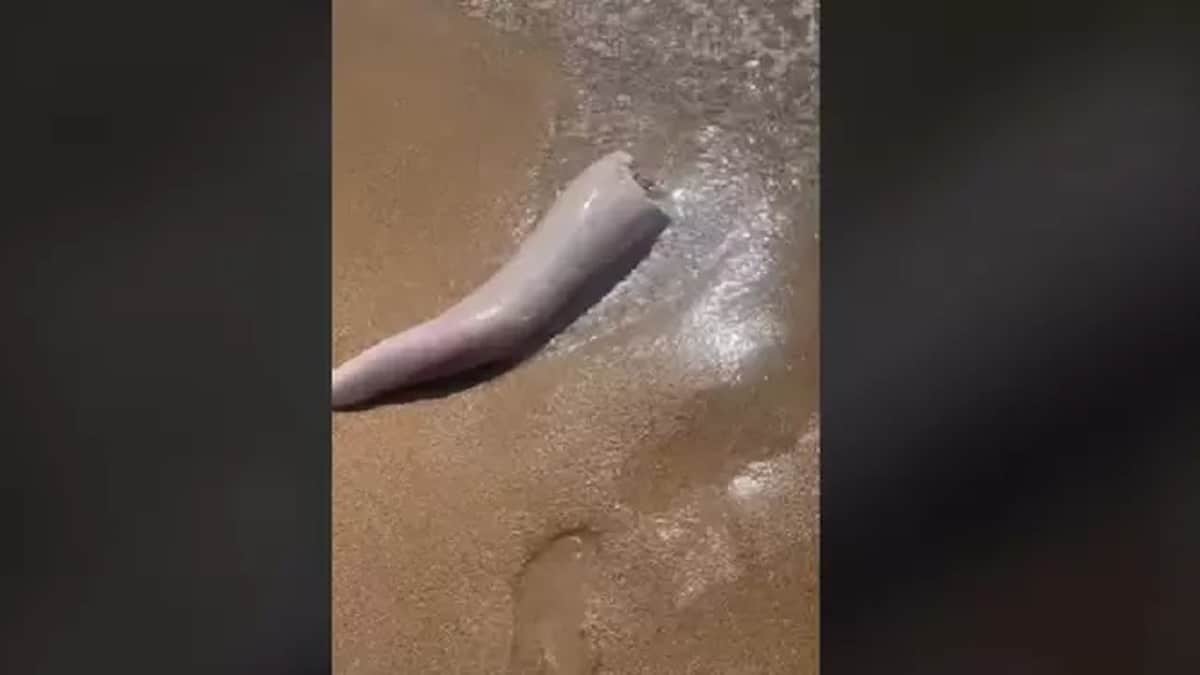 Vidéo : Un étrange animal a été repéré par une femme sur la plage - s'agissait-il d'un monstre marin ?
