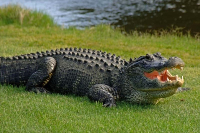 Vidéo : une femme de 74 ans se bat contre un alligator pour aider son petit chien