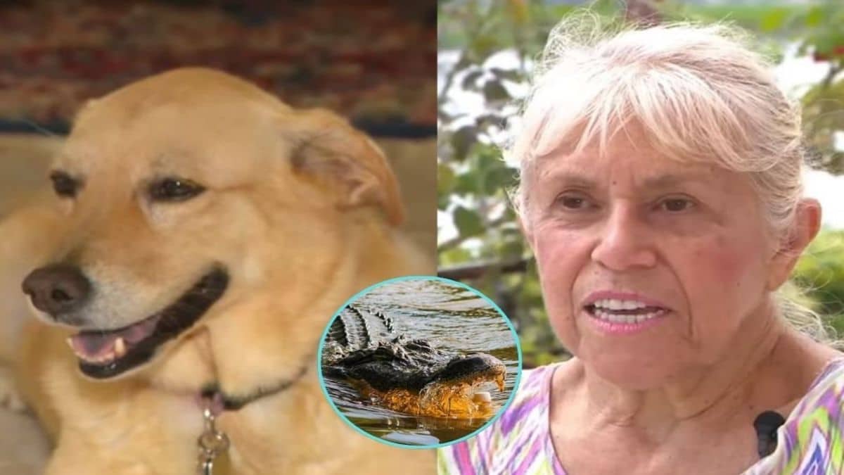 Vidéo : une femme de 74 ans se bat contre un alligator pour sauver son chien