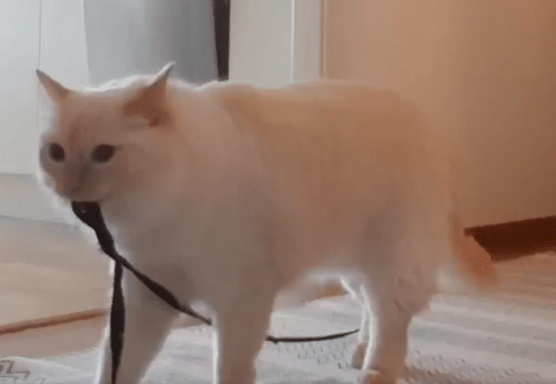 Vidéo : Une femme enregistre son chat lorsqu'elle n'est pas à la maison. Après avoir vu sa tristesse, elle ne peut plus le laisser seul