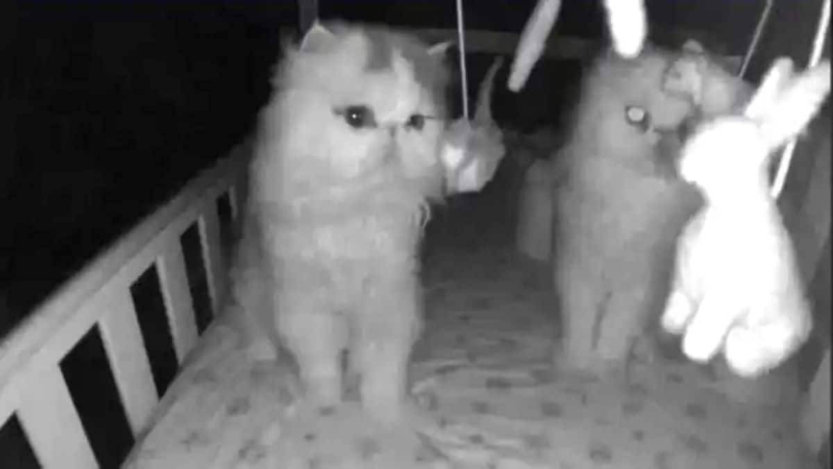 Vidéo : Une mère se réveille effrayée à cause de ses chats dans le berceau de son bébé la nuit