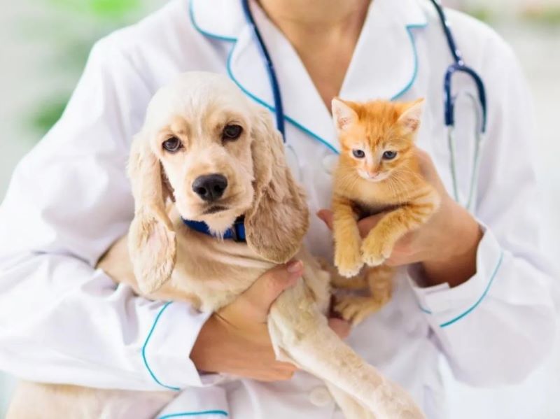Voici 5 avantages de stériliser votre chien ou votre chat